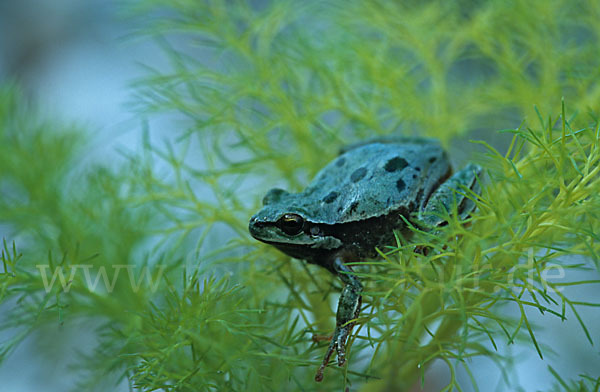 Kleinasiatischer Laubfrosch (Hyla savignyi)