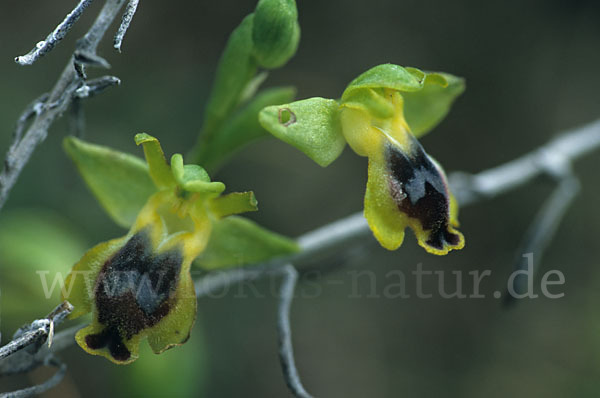 Kleinblütige Gelbe Ragwurz (Ophrys lutea subsp. Minor)