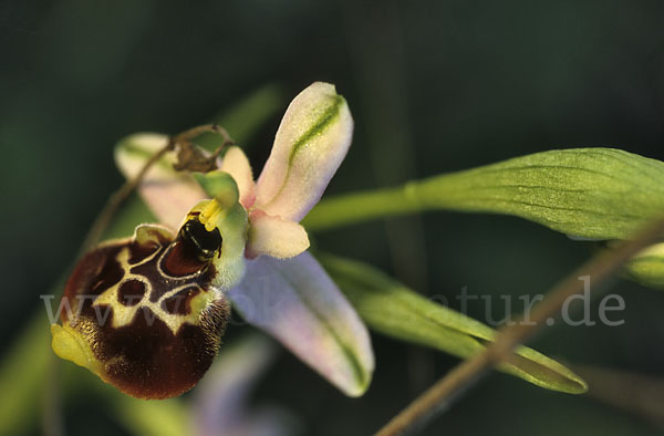 Kleinblütige Hummel-Ragwurz (Ophrys holosericea ssp. elatior)