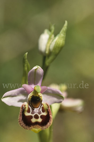 Kleinblütige Hummel-Ragwurz (Ophrys holosericea ssp. elatior)