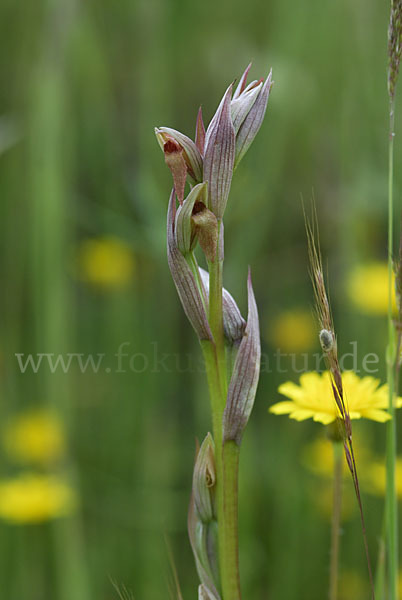 Kleinblütiger Zungenstendel (Serapias parviflora)