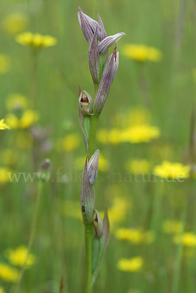 Kleinblütiger Zungenstendel (Serapias parviflora)