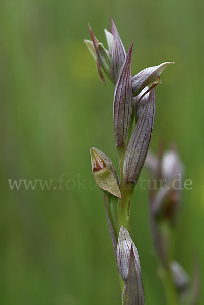 Kleinblütiger Zungenstendel (Serapias parviflora)