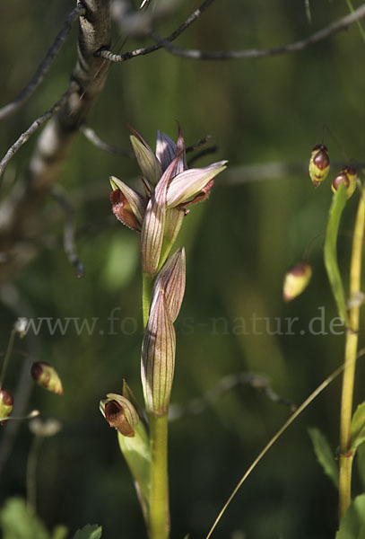 Kleinblütiger Zungenstendel (Serapias parviflora)