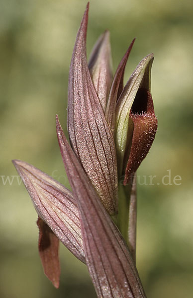 Kleinblütiger Zungenstendel (Serapias parviflora)