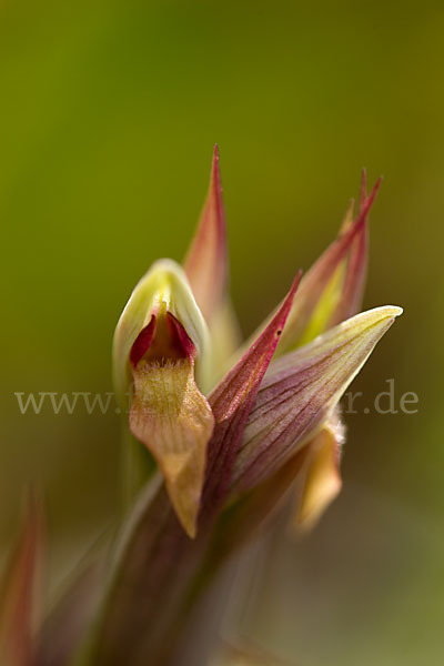 Kleinblütiger Zungenstendel (Serapias parviflora)