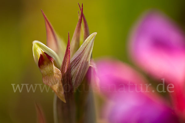 Kleinblütiger Zungenstendel (Serapias parviflora)