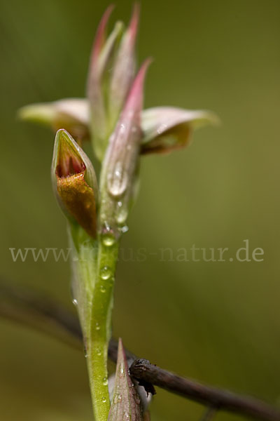 Kleinblütiger Zungenstendel (Serapias parviflora)