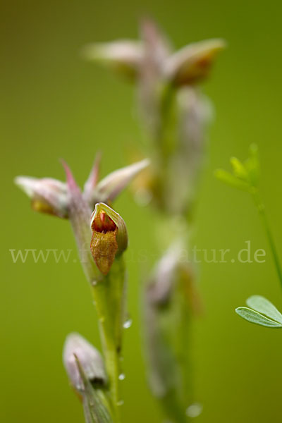 Kleinblütiger Zungenstendel (Serapias parviflora)