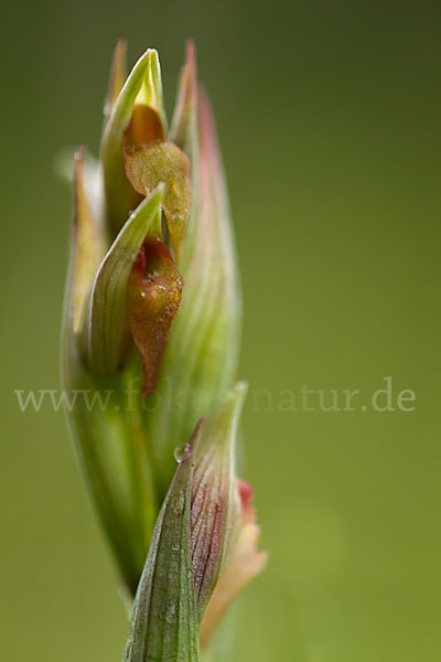 Kleinblütiger Zungenstendel (Serapias parviflora)