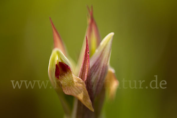 Kleinblütiger Zungenstendel (Serapias parviflora)