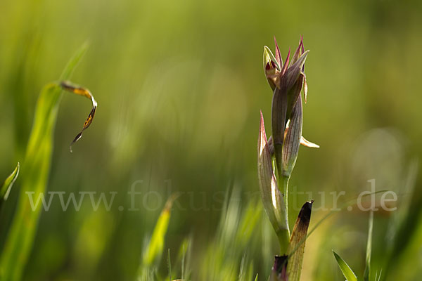 Kleinblütiger Zungenstendel (Serapias parviflora)