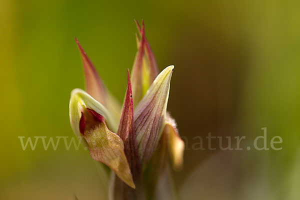 Kleinblütiger Zungenstendel (Serapias parviflora)