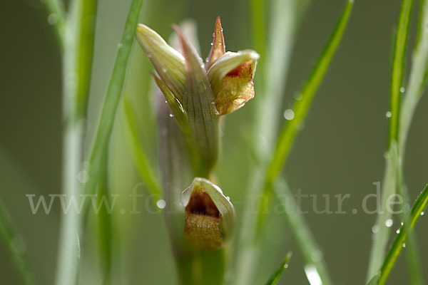 Kleinblütiger Zungenstendel (Serapias parviflora)