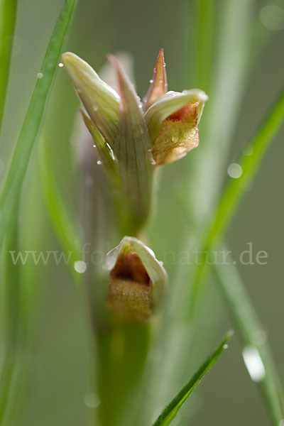 Kleinblütiger Zungenstendel (Serapias parviflora)