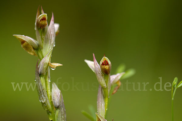 Kleinblütiger Zungenstendel (Serapias parviflora)