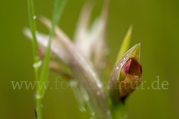 Kleinblütiger Zungenstendel (Serapias parviflora)