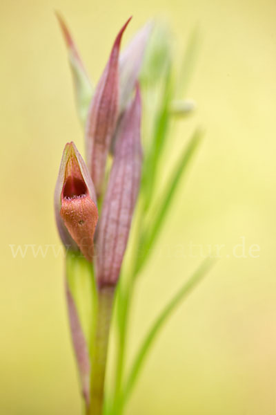 Kleinblütiger Zungenstendel (Serapias parviflora)