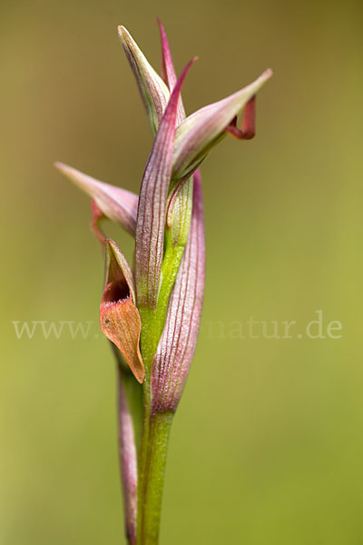 Kleinblütiger Zungenstendel (Serapias parviflora)