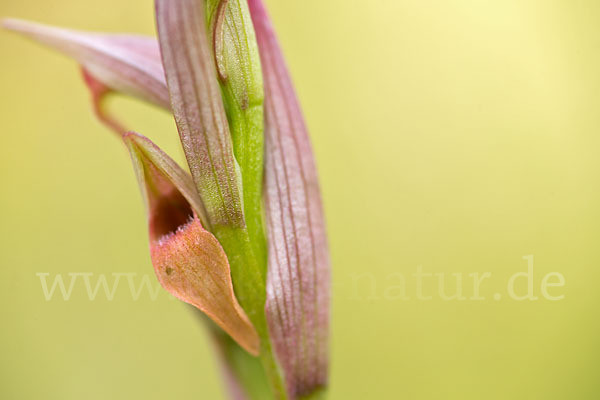 Kleinblütiger Zungenstendel (Serapias parviflora)