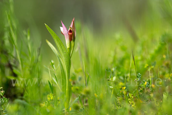 Kleinblütiger Zungenstendel (Serapias parviflora)