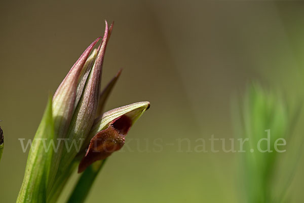 Kleinblütiger Zungenstendel (Serapias parviflora)