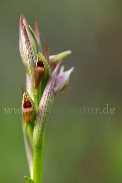 Kleinblütiger Zungenstendel (Serapias parviflora)