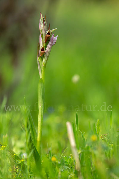 Kleinblütiger Zungenstendel (Serapias parviflora)