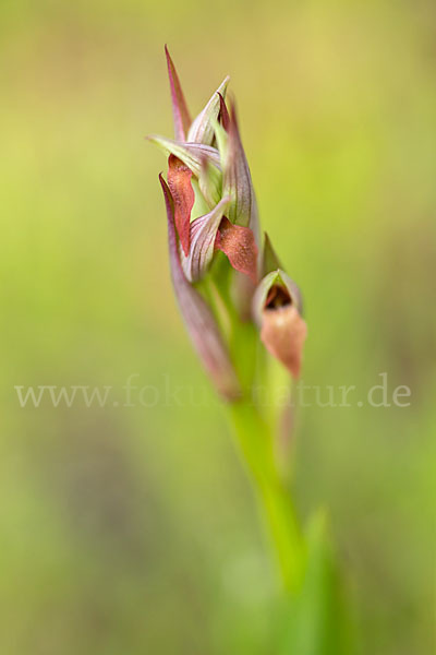 Kleinblütiger Zungenstendel (Serapias parviflora)