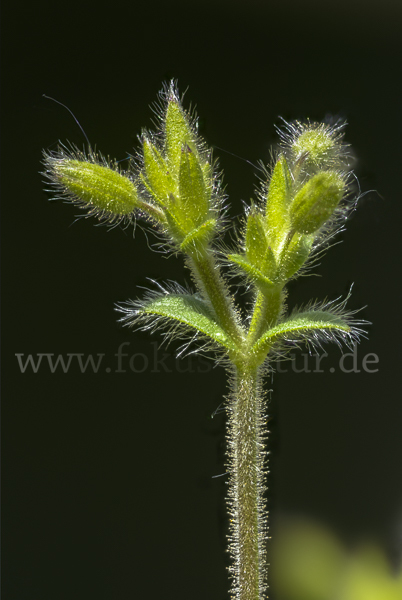 Kleinblütiges Hornkraut (Cerastium brachypetalum)