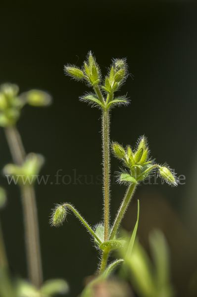 Kleinblütiges Hornkraut (Cerastium brachypetalum)