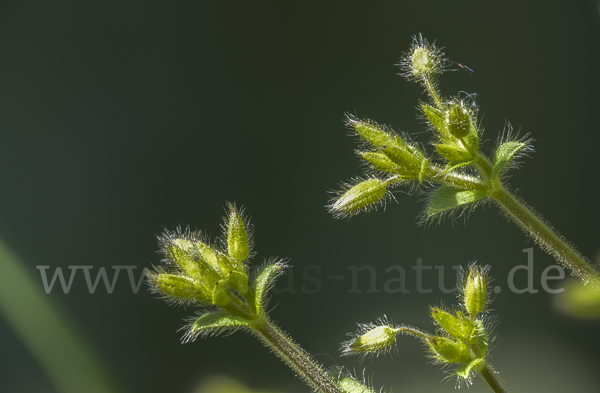 Kleinblütiges Hornkraut (Cerastium brachypetalum)