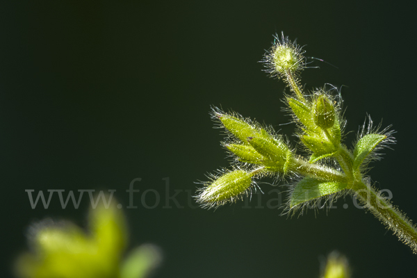 Kleinblütiges Hornkraut (Cerastium brachypetalum)