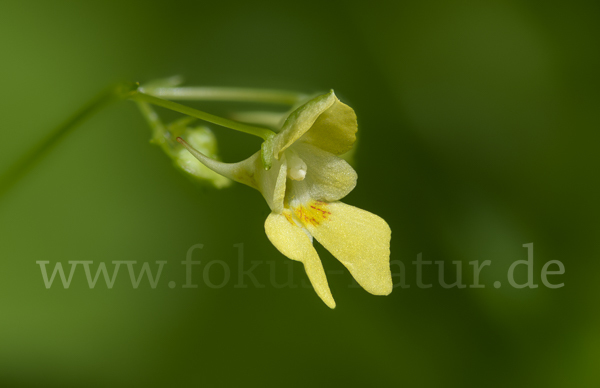 Kleinblütiges Springkraut (Impatiens parviflora)