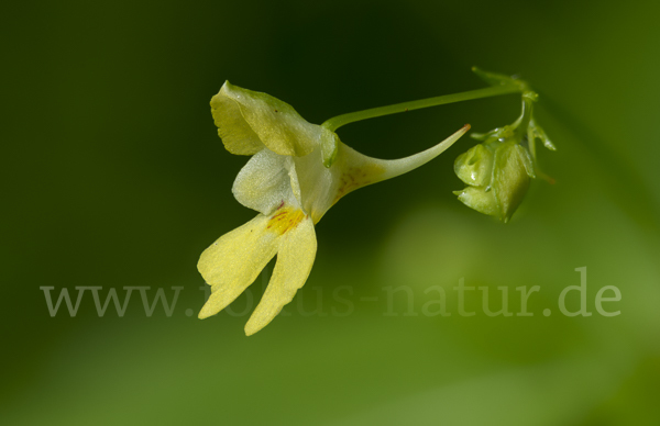 Kleinblütiges Springkraut (Impatiens parviflora)