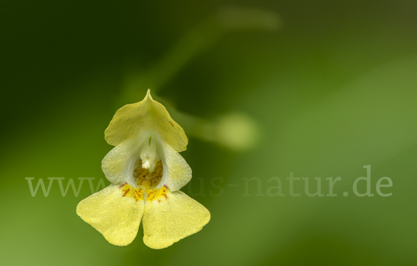 Kleinblütiges Springkraut (Impatiens parviflora)