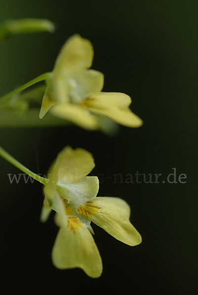 Kleinblütiges Springkraut (Impatiens parviflora)