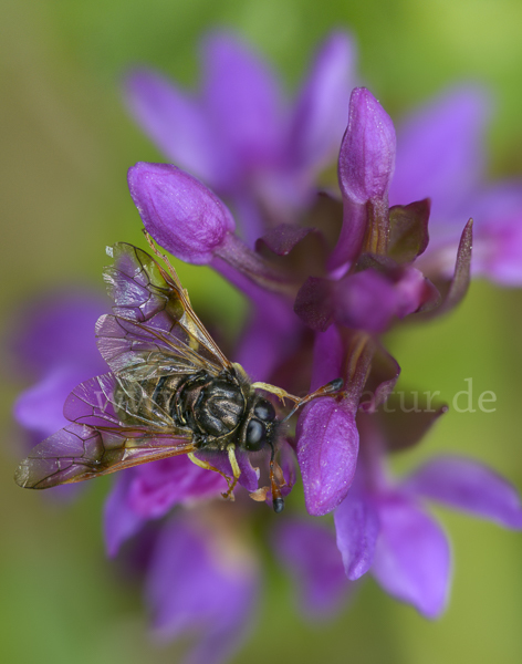 Kleine Ackerwitwenblumen Keulhornblattwespe (Abia candens)