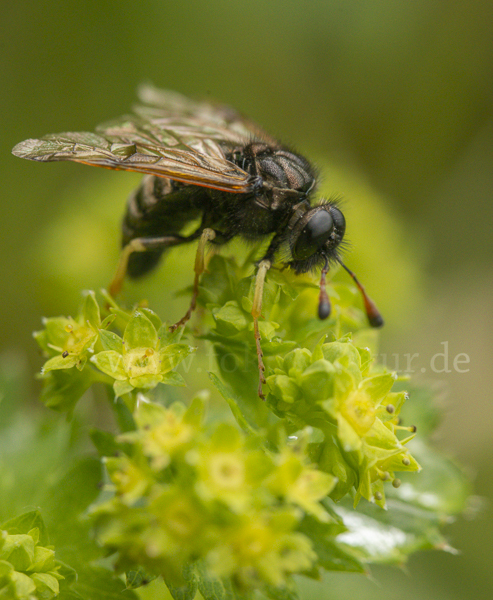 Kleine Ackerwitwenblumen Keulhornblattwespe (Abia candens)