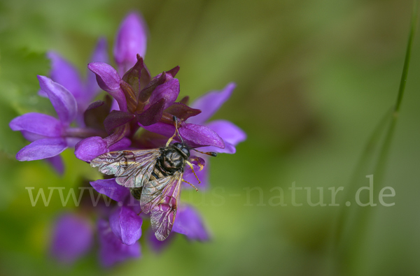 Kleine Ackerwitwenblumen Keulhornblattwespe (Abia candens)