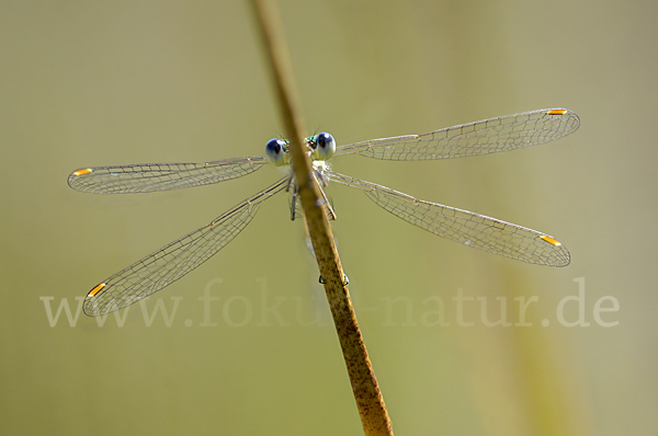 Kleine Binsenjungfer (Lestes virens)