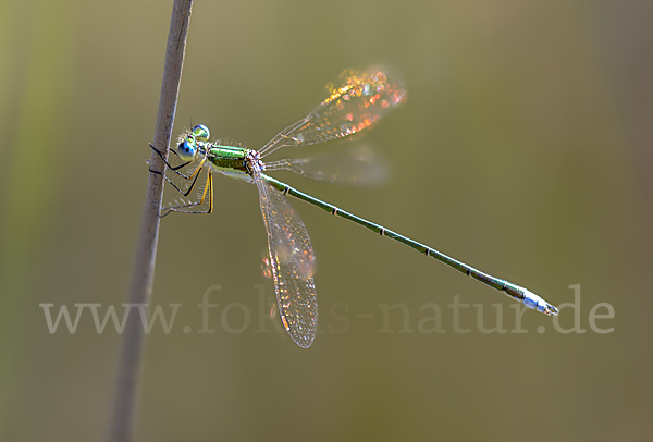 Kleine Binsenjungfer (Lestes virens)