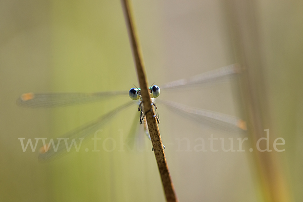 Kleine Binsenjungfer (Lestes virens)