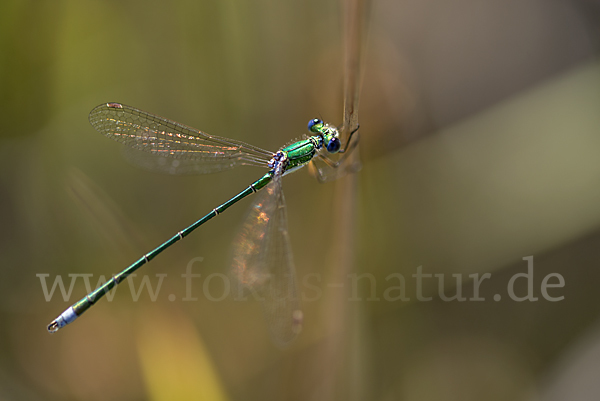 Kleine Binsenjungfer (Lestes virens)