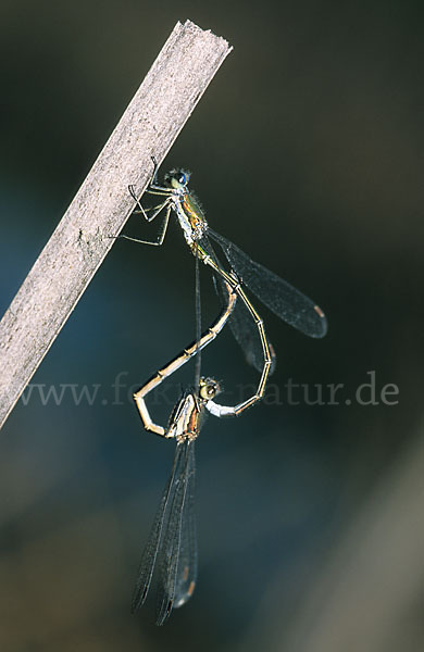 Kleine Binsenjungfer (Lestes virens)