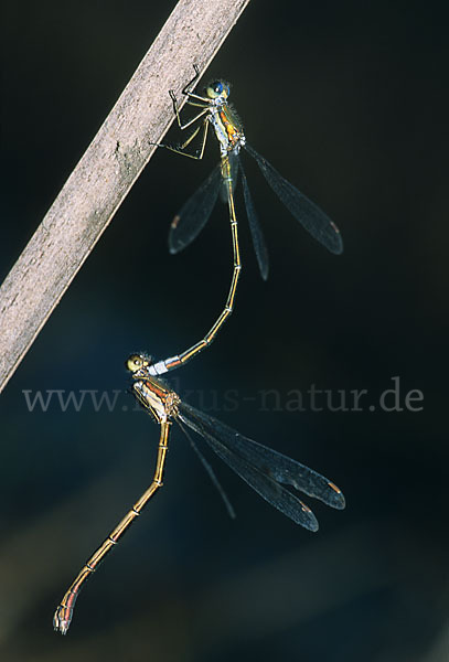 Kleine Binsenjungfer (Lestes virens)