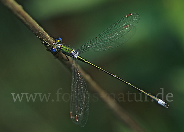 Kleine Binsenjungfer (Lestes virens)