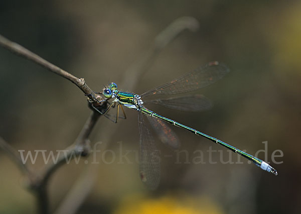 Kleine Binsenjungfer (Lestes virens)