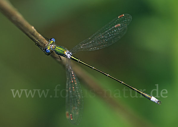 Kleine Binsenjungfer (Lestes virens)