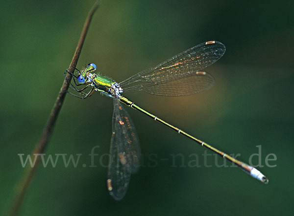 Kleine Binsenjungfer (Lestes virens)